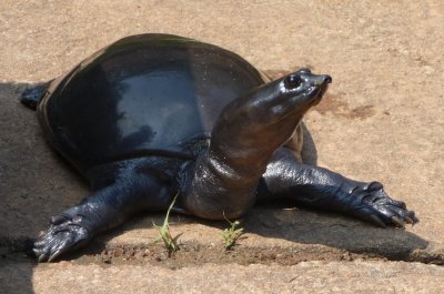 Basking tortoise, Twin Ponds