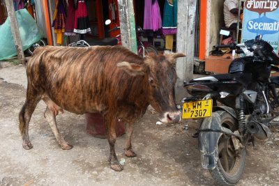 Tiger-striped cow, main street, Jaffna