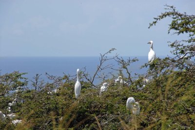 St. Kitts