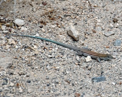 Lizard