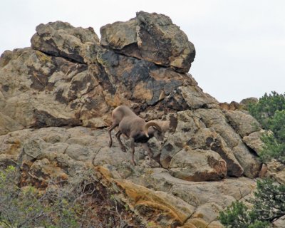 Mountain Sheep in Garden of the Gods