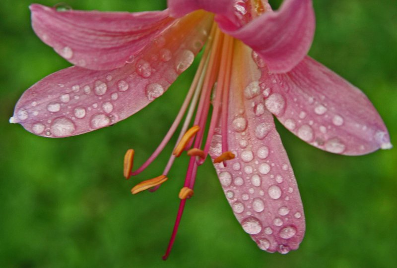 Pink Lily