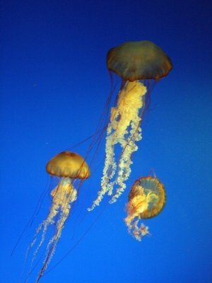 Jellyfish