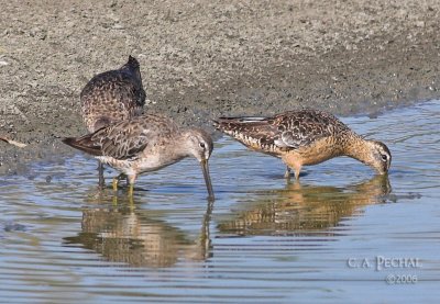 Dowitchers side by side (unknown on left)