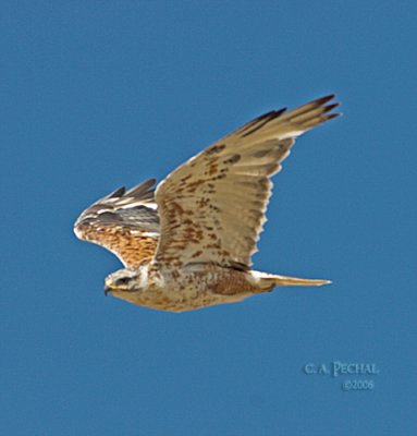 Ferruginous Hawk (Buteo Regalis)