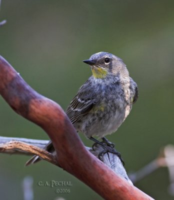 Yellow-rump Audubon ~ female