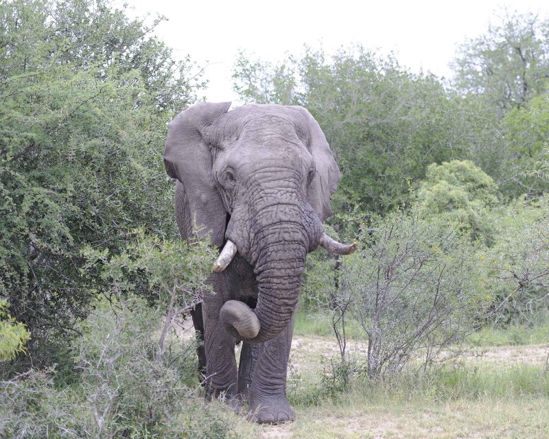 Bull African Elephant in Musk