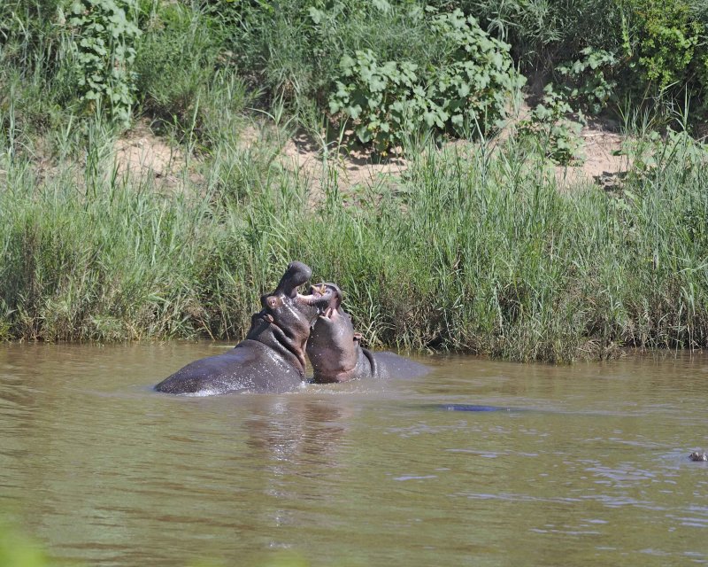 Two Fighting Hippopotamus