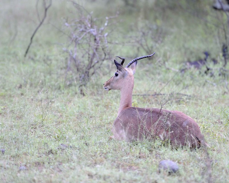 Impala, Female (w Horns)-010113-Kruger National Park, South Africa-#0004.jpg