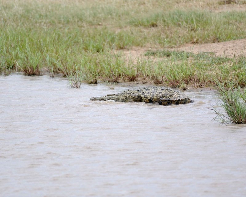 Crocodile, Nile-010213-Kruger National Park, South Africa-#1157.jpg