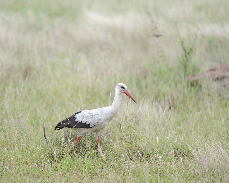 Stork, White-010213-Kruger National Park, South Africa-#0170.jpg