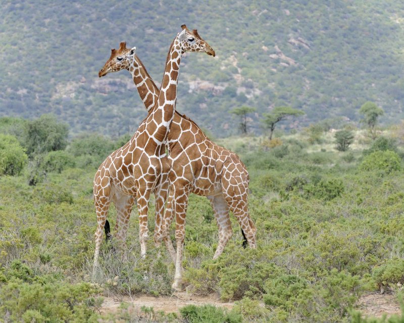 Giraffe, Reticulated, 2-010813-Samburu National Reserve, Kenya-#1612.jpg