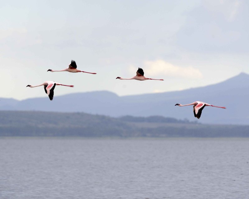 Lesser Flamingos in flight