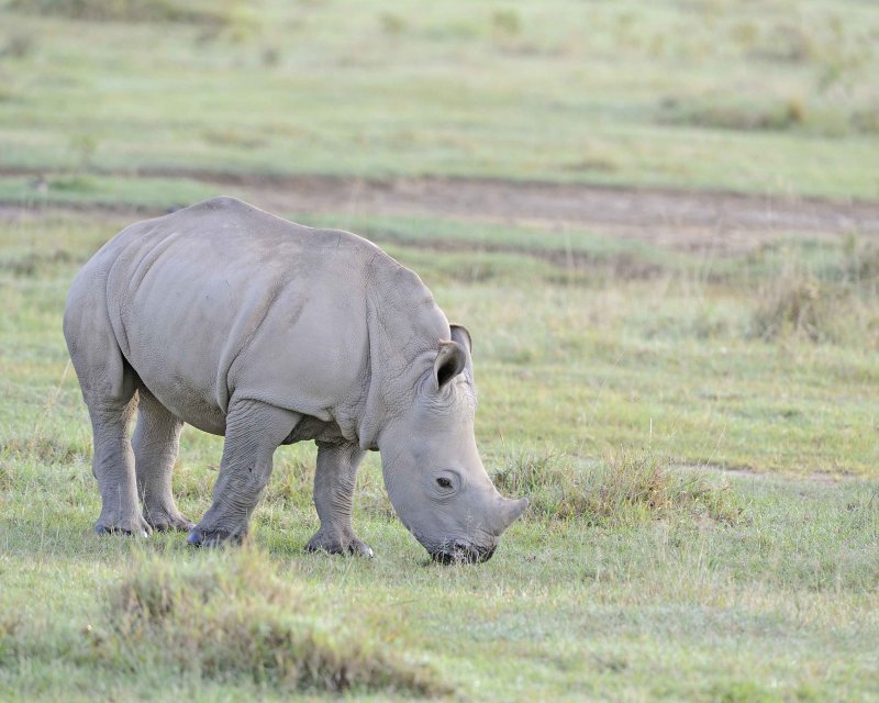 Juvenile White Rhinoceros