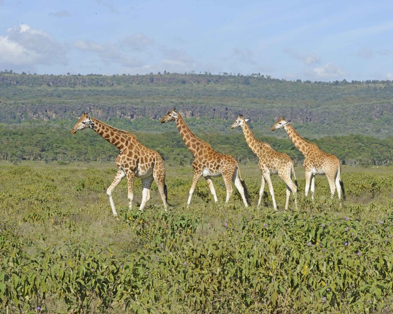 Herd of Rothschild's Giraffe