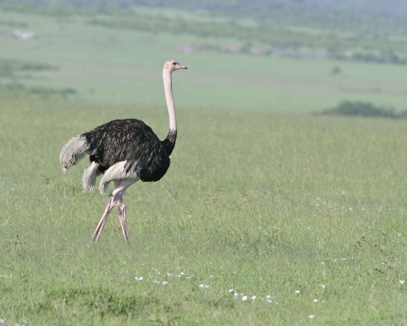 Common Ostrich Male