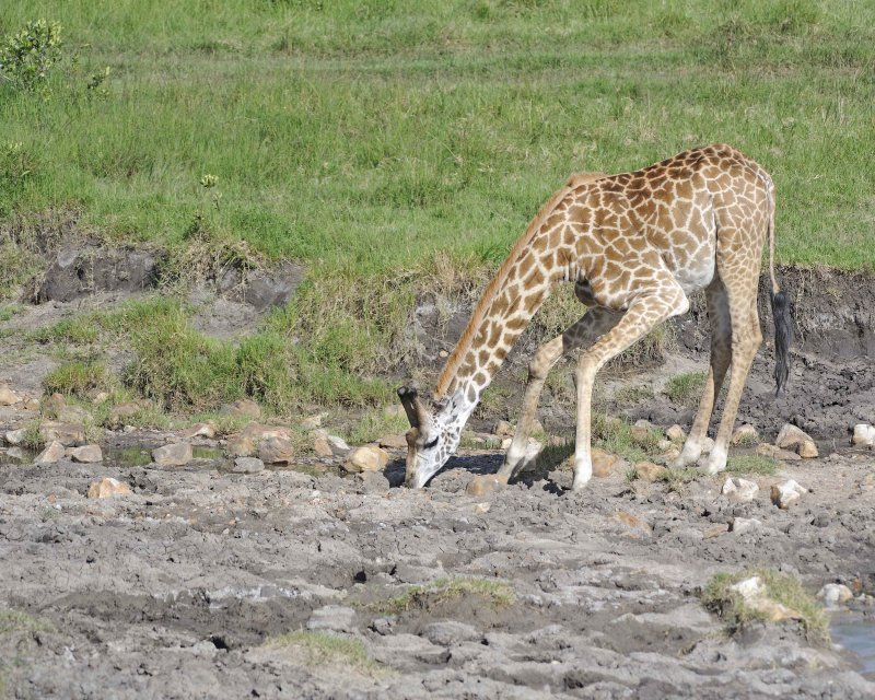 Maasai Giraffe drinking