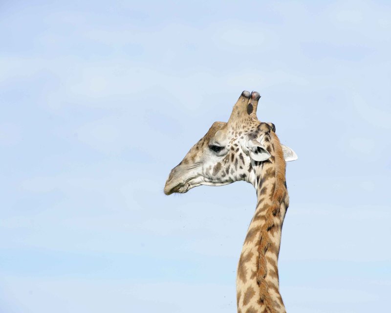 Maasai Giraffe Head