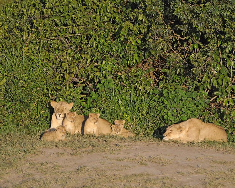 Two Female Lions with Five Cubs