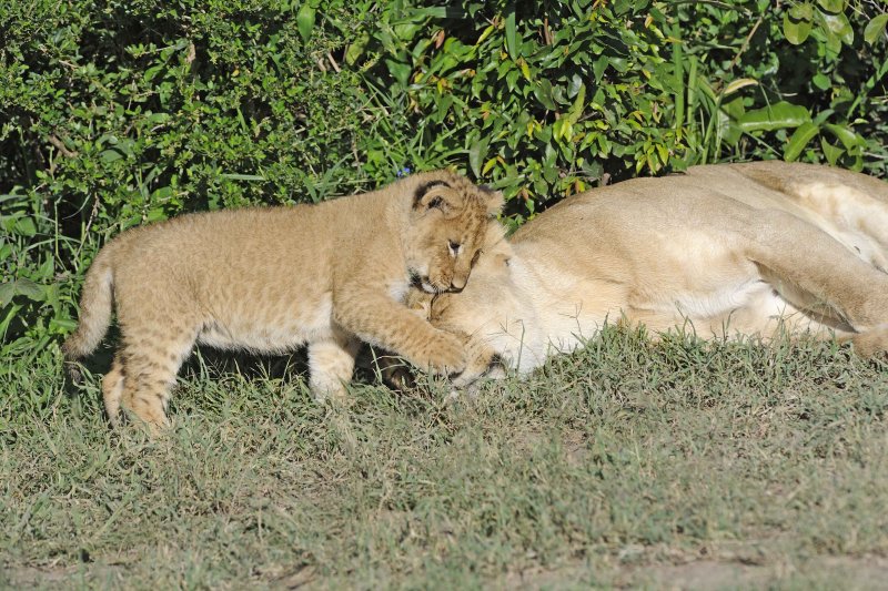 Female Lion and Cub