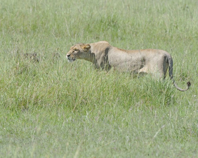 Female Lion Stalking a Warthog