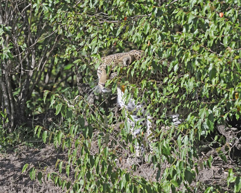 Leopard hiding in the brush