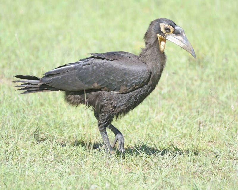 Hornbill, Ground, Juvenile-011313-Maasai Mara National Reserve, Kenya-#2096.jpg