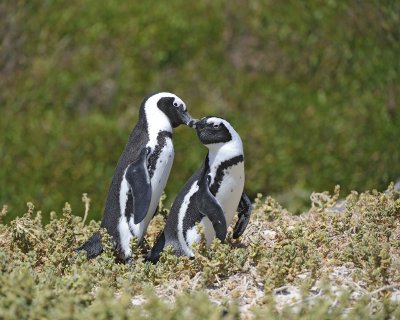 African Penguins