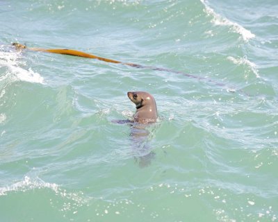 Seal, Cape Fur-122812-Hout Bay, South Africa-#0244.jpg