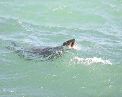 Seal, Cape Fur-122812-Hout Bay, South Africa-#0255.jpg