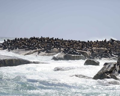 Seals, Cape Fur-122812-Hout Bay, South Africa-#0005.jpg