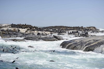 Seals, Cape Fur-122812-Hout Bay, South Africa-#0053.jpg