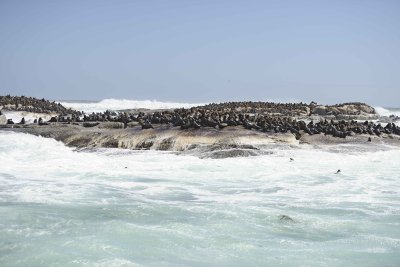 Seals, Cape Fur-122812-Hout Bay, South Africa-#0096.jpg