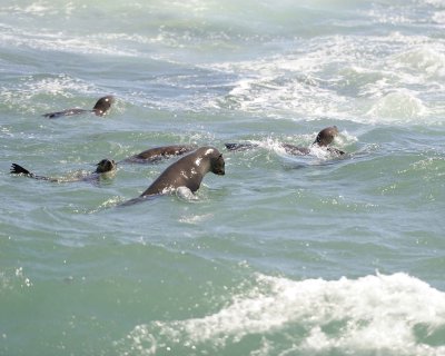 Seals, Cape Fur-122812-Hout Bay, South Africa-#0107.jpg