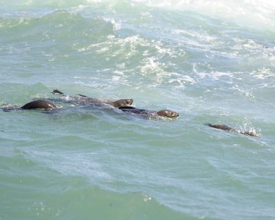 Seals, Cape Fur-122812-Hout Bay, South Africa-#0119.jpg