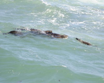 Seals, Cape Fur-122812-Hout Bay, South Africa-#0120.jpg