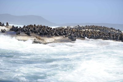 Seals, Cape Fur-122812-Hout Bay, South Africa-#0134.jpg
