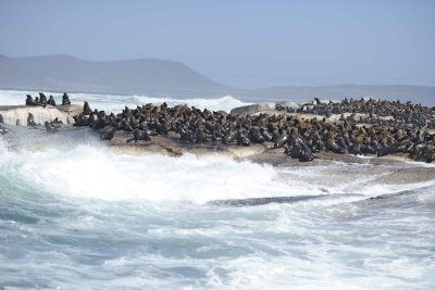Seals, Cape Fur-122812-Hout Bay, South Africa-#0141.jpg