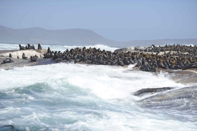 Seals, Cape Fur-122812-Hout Bay, South Africa-#0143.jpg
