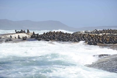 Seals, Cape Fur-122812-Hout Bay, South Africa-#0146.jpg