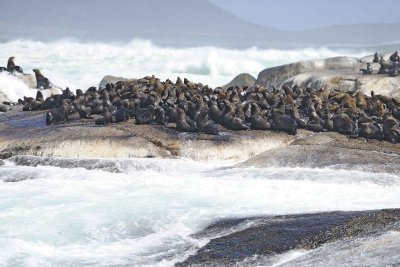 Seals, Cape Fur-122812-Hout Bay, South Africa-#0185.jpg
