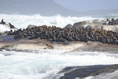 Seals, Cape Fur-122812-Hout Bay, South Africa-#0186.jpg