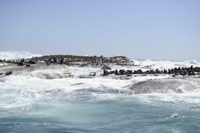 Seals, Cape Fur-122812-Hout Bay, South Africa-#0211.jpg