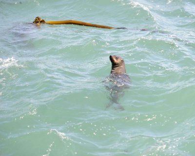 Seals, Cape Fur-122812-Hout Bay, South Africa-#0242.jpg