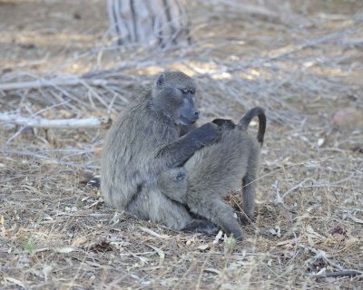 Babbon, Chacma-122912-Table Mtn Nat'l Park, South Africa-#0055.jpg