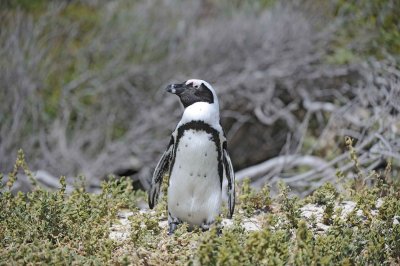 Penguin, African-122912-Boulders Beach, Table Mtn Nat'l Park, South Africa-#0557.jpg