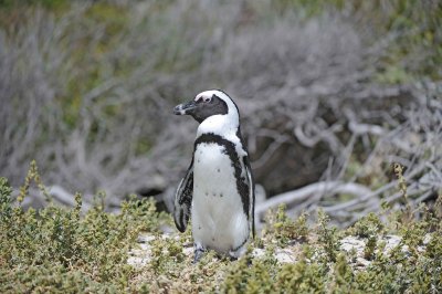 Penguin, African-122912-Boulders Beach, Table Mtn Natl Park, South Africa-#0580.jpg