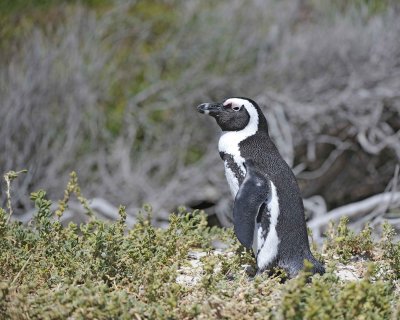 Penguin, African-122912-Boulders Beach, Table Mtn Nat'l Park, South Africa-#0583.jpg