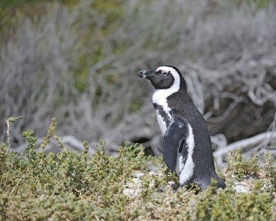 Penguin, African-122912-Boulders Beach, Table Mtn Nat'l Park, South Africa-#0585.jpg