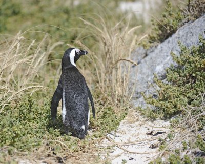 Penguin, African-122912-Boulders Beach, Table Mtn Nat'l Park, South Africa-#0643.jpg